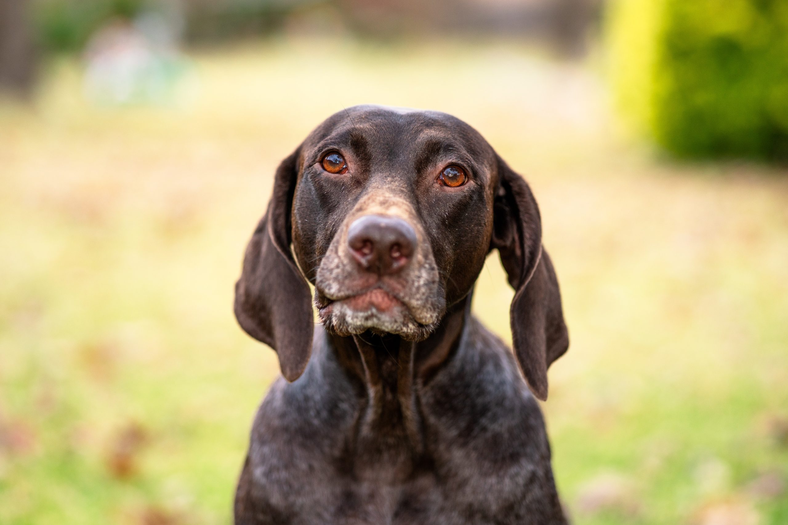 Dog Diarrhea: When is It Serious and How Do I Stop It? - East Hill ...